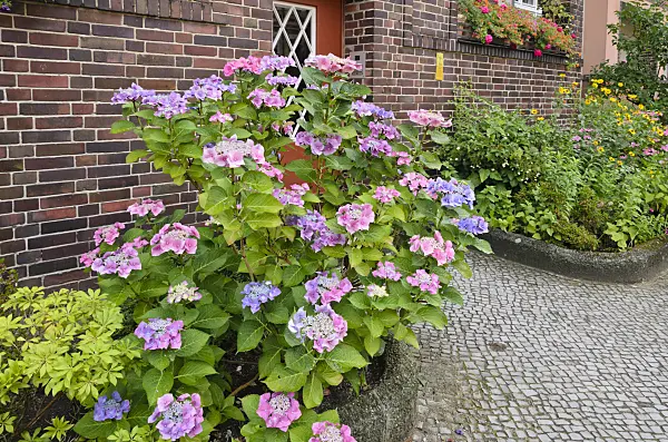 534268 - Big-leaved hydrangea (Hydrangea macrophylla) in the front garden of an apartment building