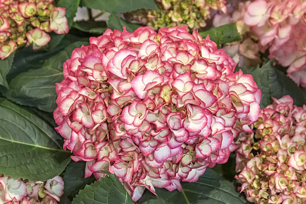 625234 - Big-leaved hydrangea (Hydrangea macrophylla 'Kanmara Pink')
