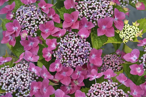 490078 - Big-leaved hydrangea (Hydrangea macrophylla 'Kardinal')