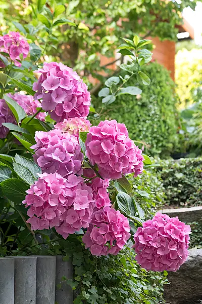 664197 - Big-leaved hydrangea (Hydrangea macrophylla 'Lady Seduction')