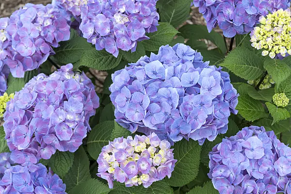607108 - Big-leaved hydrangea (Hydrangea macrophylla 'Let's Dance Big Easy')
