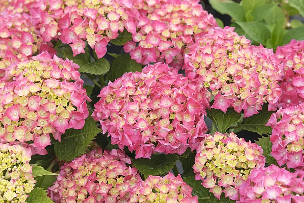526106 - Big-leaved hydrangea (Hydrangea macrophylla 'Leuchtfeuer')