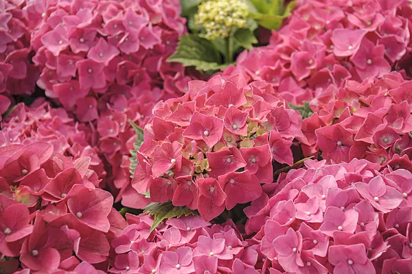 535277 - Big-leaved hydrangea (Hydrangea macrophylla 'Leuchtfeuer')