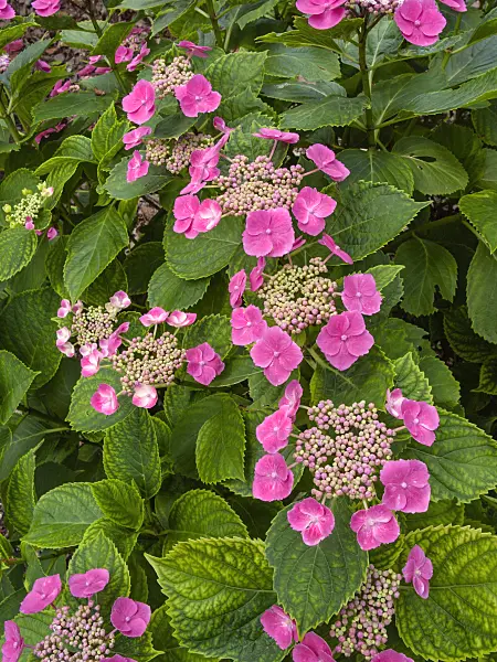 402125 - Big-leaved hydrangea (Hydrangea macrophylla 'Möwe')