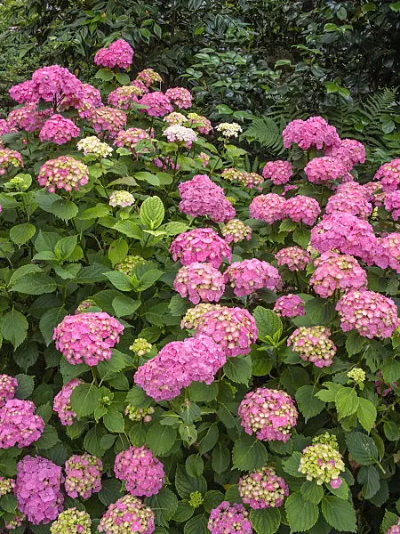 402128 - Big-leaved hydrangea (Hydrangea macrophylla 'Parzifal')