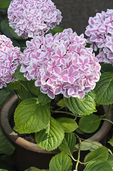 522045 - Big-leaved hydrangea (Hydrangea macrophylla 'Peppermint')