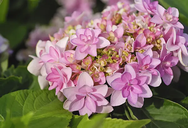 471400 - Big-leaved hydrangea (Hydrangea macrophylla 'Romance')