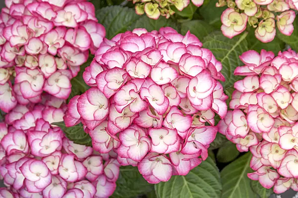 625235 - Big-leaved hydrangea (Hydrangea macrophylla 'Saxon Gräfin Cosel')