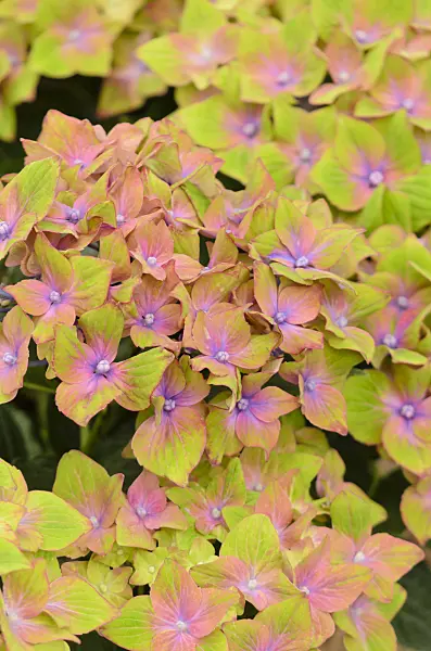 571073 - Big-leaved hydrangea (Hydrangea macrophylla 'Saxon Schloss Wackerbarth')
