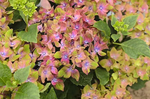 571074 - Big-leaved hydrangea (Hydrangea macrophylla 'Saxon Schloss Wackerbarth')