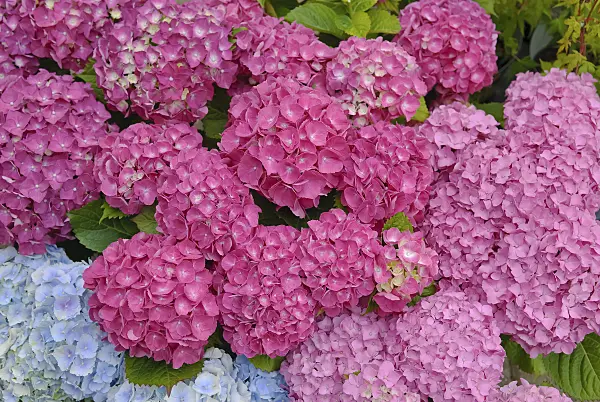 490080 - Big-leaved hydrangea (Hydrangea macrophylla 'Schöne Bautznerin')