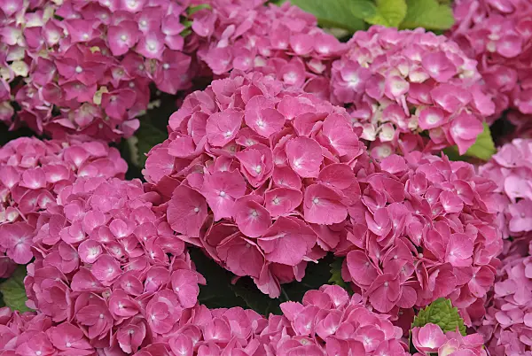 490081 - Big-leaved hydrangea (Hydrangea macrophylla 'Schöne Bautznerin')