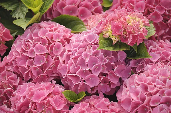 535278 - Big-leaved hydrangea (Hydrangea macrophylla 'Schöne Bautznerin')