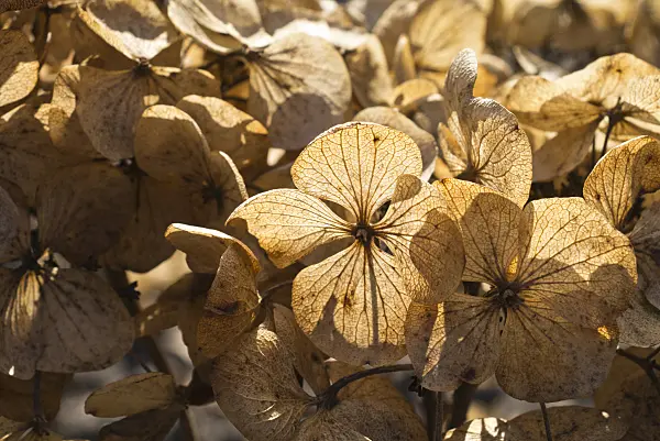 566075 - Big-leaved hydrangea (Hydrangea macrophylla subsp. serrata)