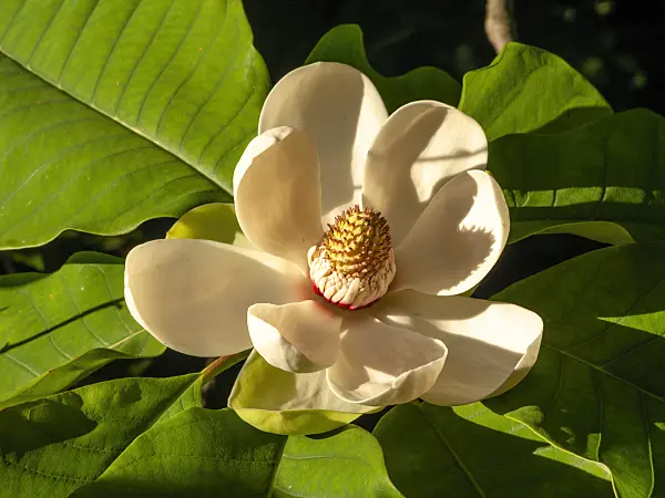 438225 - Big-leaved magnolia (Magnolia hypoleuca)