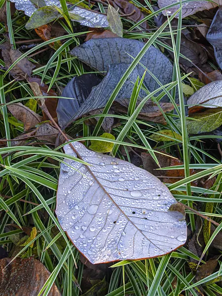 444009 - Big-leaved magnolia (Magnolia hypoleuca)