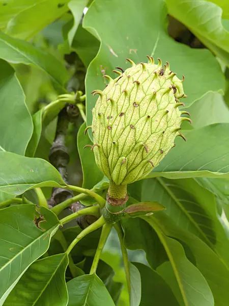 450015 - Big-leaved magnolia (Magnolia hypoleuca)