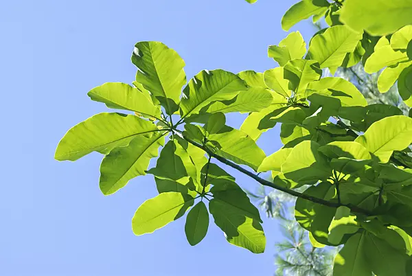 517198 - Big-leaved magnolia (Magnolia hypoleuca)