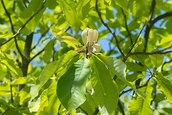 664246 - Big-leaved magnolia (Magnolia hypoleuca)