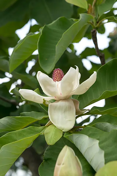 664247 - Big-leaved magnolia (Magnolia hypoleuca)