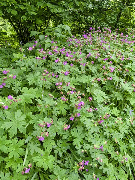 437314 - Bigroot cranesbill (Geranium macrorrhizum)