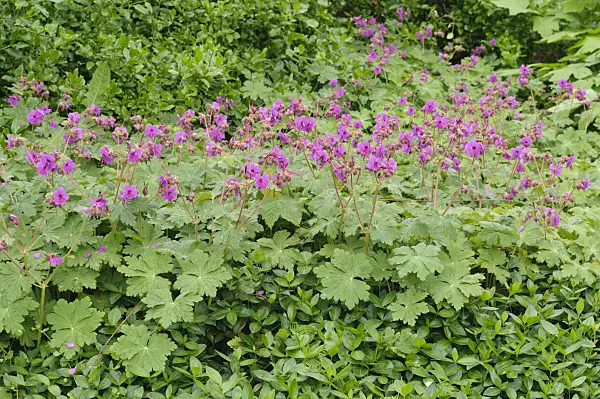 472056 - Bigroot cranesbill (Geranium macrorrhizum)