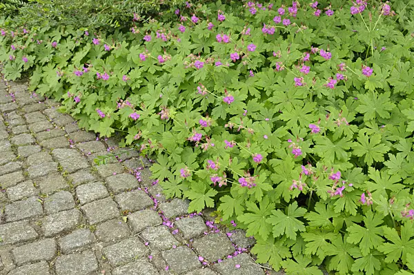 484251 - Bigroot cranesbill (Geranium macrorrhizum)
