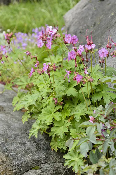 508058 - Bigroot cranesbill (Geranium macrorrhizum)