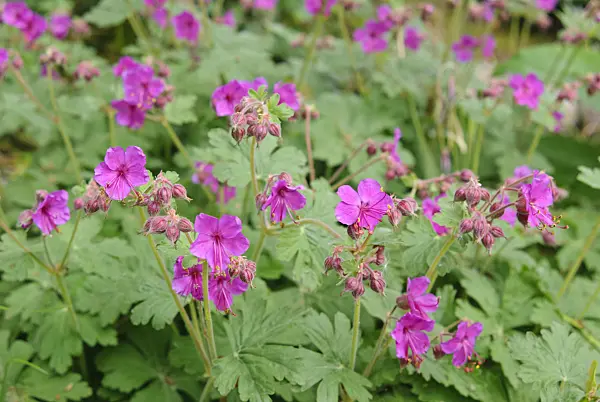481018 - Bigroot cranesbill (Geranium macrorrhizum 'Czakor')