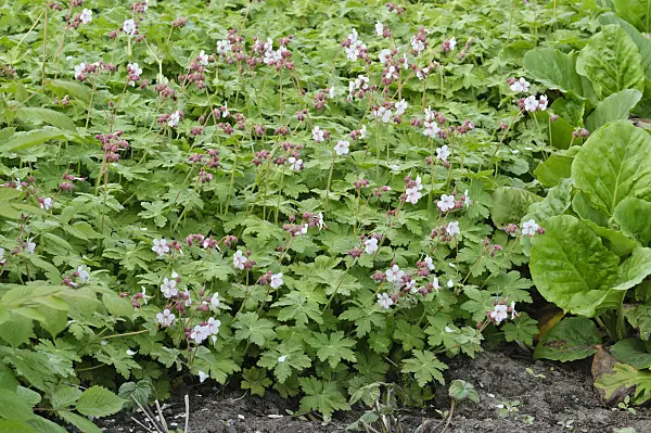 472049 - Bigroot cranesbill (Geranium macrorrhizum 'Spessart')