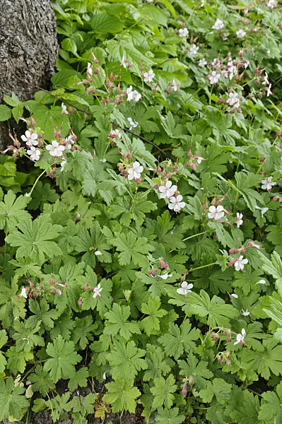484238 - Bigroot cranesbill (Geranium macrorrhizum 'Spessart')