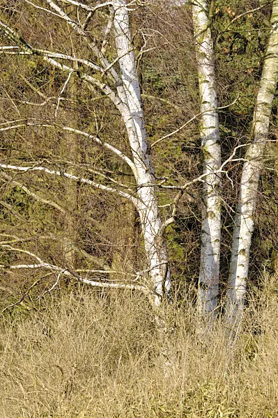 470038 - Birch (Betula)