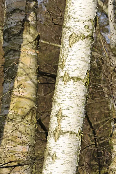 470039 - Birch (Betula)