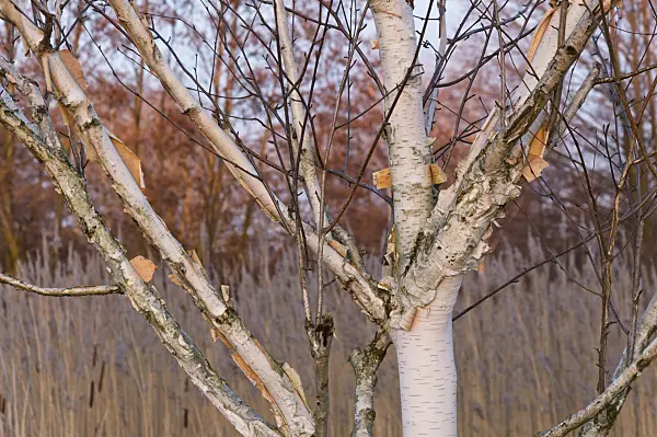 517036 - Birch (Betula)