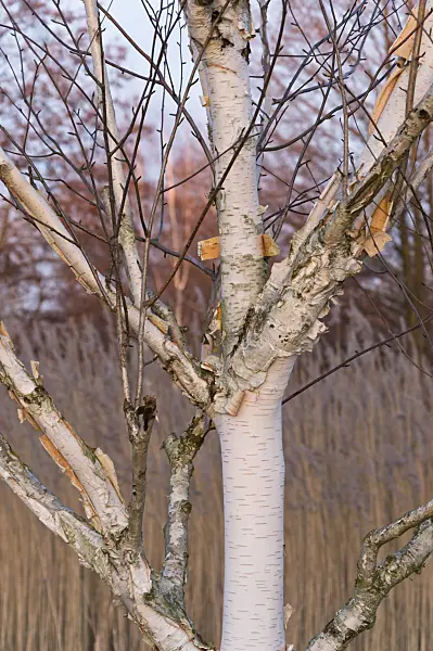 517037 - Birch (Betula)