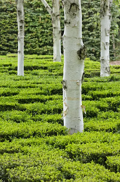 521337 - Birch (Betula)
