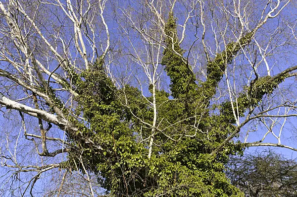 492033 - Birch (Betula) and common ivy (Hedera helix)