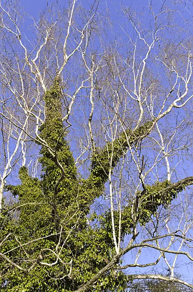 492034 - Birch (Betula) and common ivy (Hedera helix)