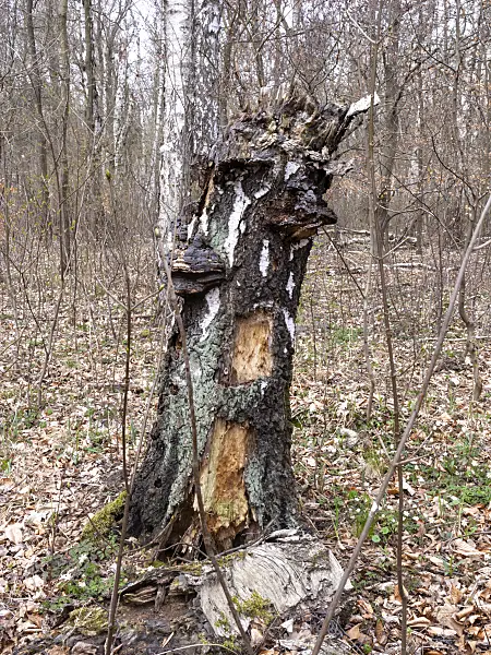 509200 - Birch (Betula) and tinder fungus (Fomes fomentarius)