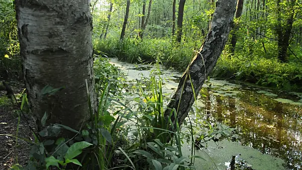 510082 - Birch (Betula) at a channel, Spreewald Biosphere Reserve, Germany