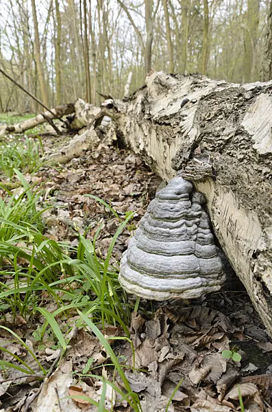 507077 - Birch (Betula), tinder fungus (Fomes fomentarius) and few flowered leek (Allium paradoxum)