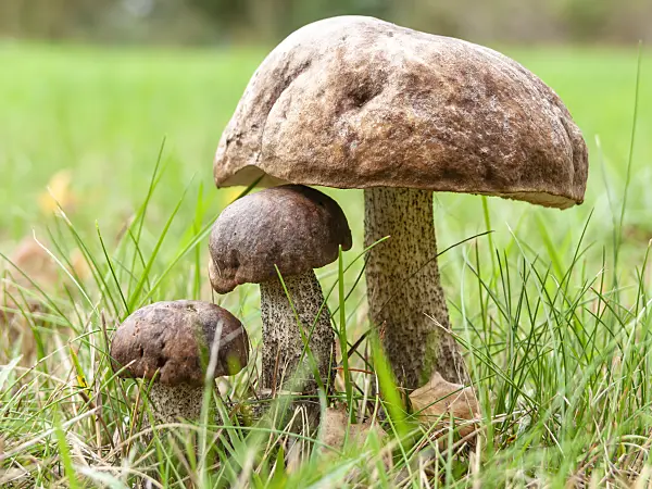 524220 - Birch bolete (Leccinum scabrum)