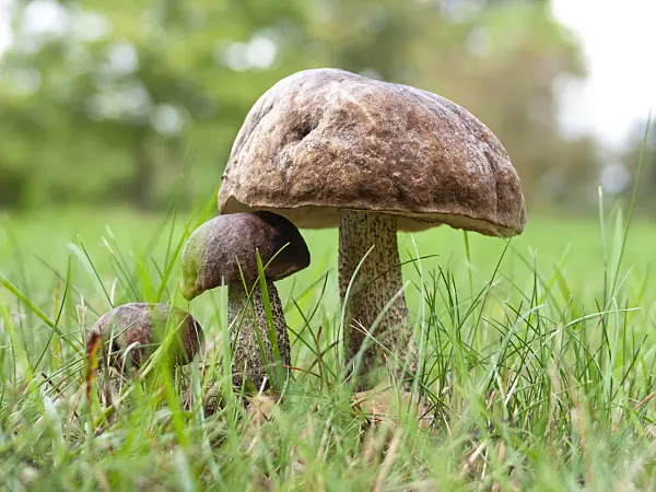 524222 - Birch bolete (Leccinum scabrum)