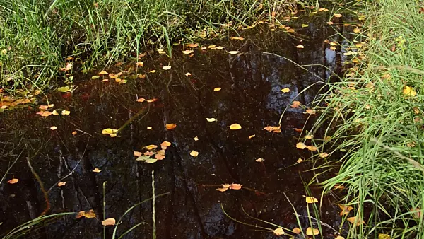 499102 - Birch leaves in a swampy brook
