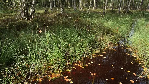 499103 - Birch leaves in a swampy brook