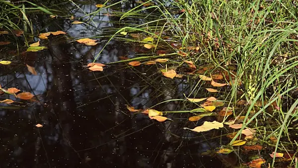 499104 - Birch leaves in a swampy brook