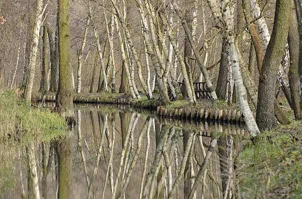 527009 - Birches (Betula) and alders (Alnus) at a water ditch, Spreewald Biosphere Reserve, Germany