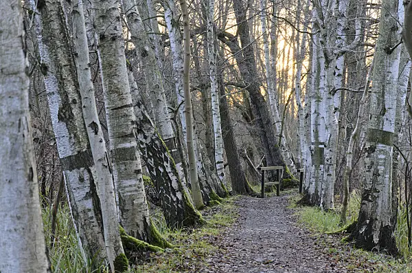 527012 - Birches (Betula) at a hiking trail, Spreewald Biosphere Reserve, Germany