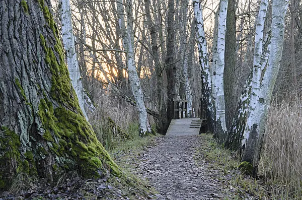 527013 - Birches (Betula) at a hiking trail, Spreewald Biosphere Reserve, Germany