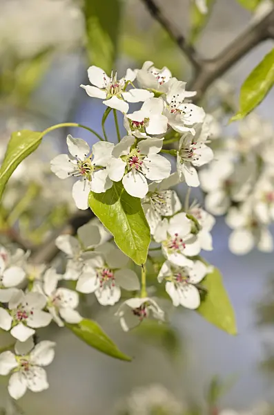 543039 - Birchleaf pear (Pyrus betulifolia)